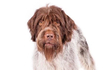 akc wirehaired pointing griffon