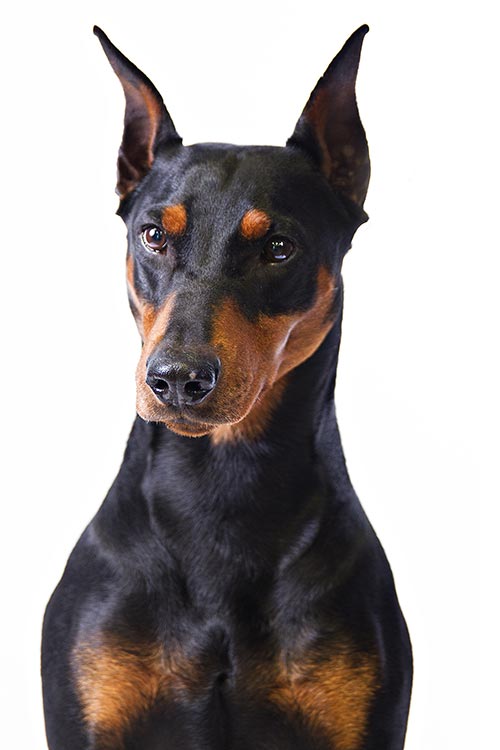 German Pinscher Dog Breed Information