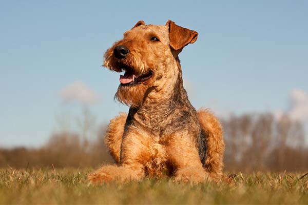 How to Heal Your Dog Post-Summer