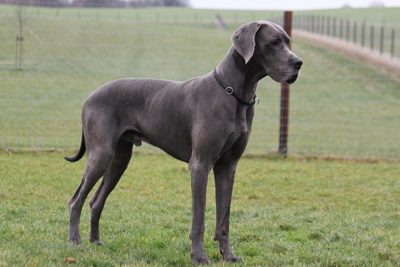 great dane akc group