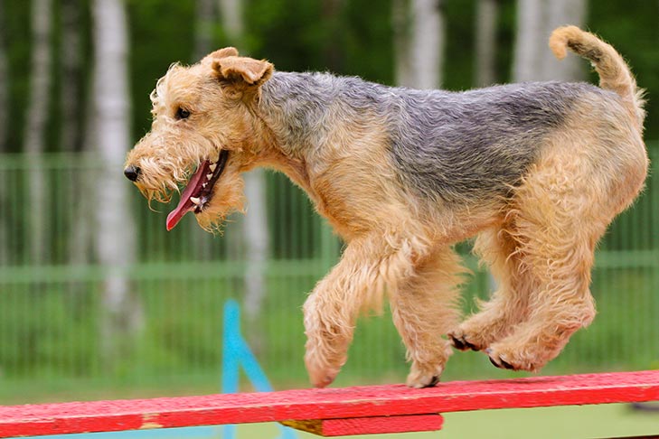 Lakeland Terrier running across the dog walk in agility.