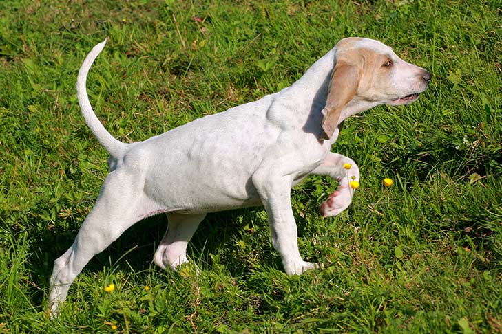 Porcelaine Dog Breed Information American Kennel Club - 