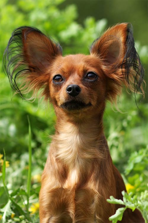 Russian Toy Dog Breed Information American Kennel Club Russian Toy Dog Breed Information American Kennel Club