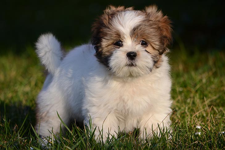 lhasa poo puppies near me