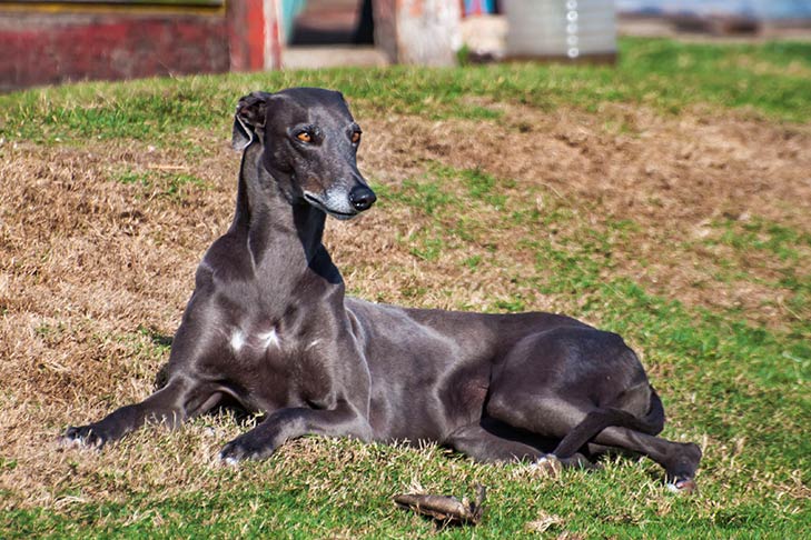 Greyhound Dog Breed Information