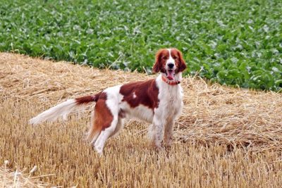 Irish Red and White Setter