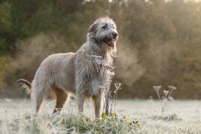 Irish Wolfhound