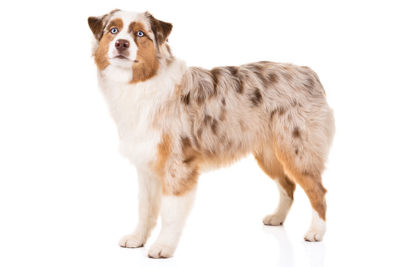 Australian Shepherd