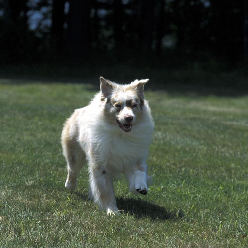 Australian Shepherd running.