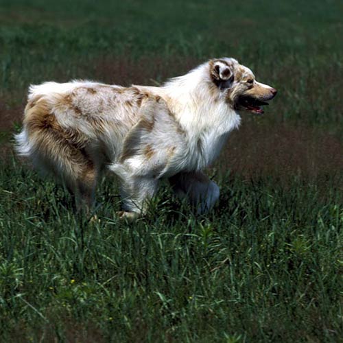 Australian Shepherd running outdoors.