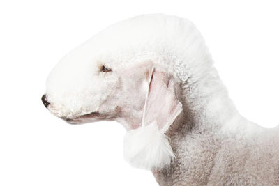 akc bedlington terrier