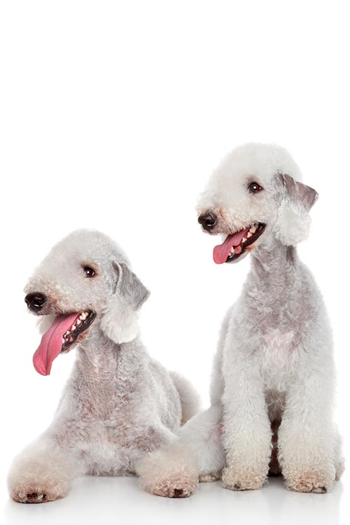 Bedlington Terrier Dog Breed Information
