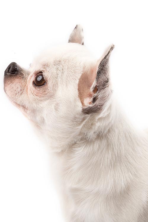 Chihuahua head in profile.