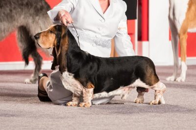 cane corso basset hound mix