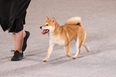 shiba inu akc breeders