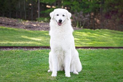 kuvasz cane
