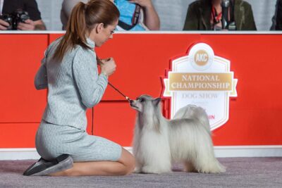 royal canin chinese crested