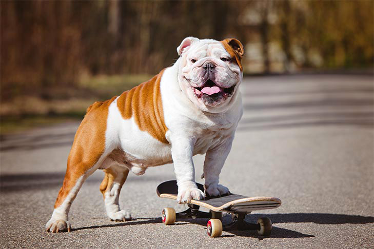 bulldog dog breed information