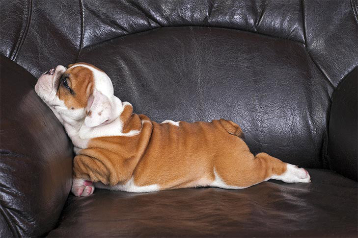 bulldog dog breed information