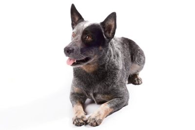 akc australian cattle dog