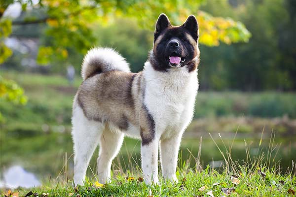 Akita Dog Breed Information Akita Dog Breed Information