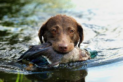 chesapeake bay retriever swimming