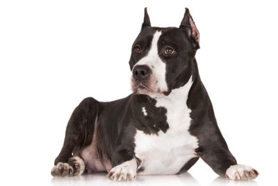 American Staffordshire Terrier lying down on a white background.