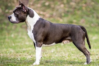 amstaff shire terrier