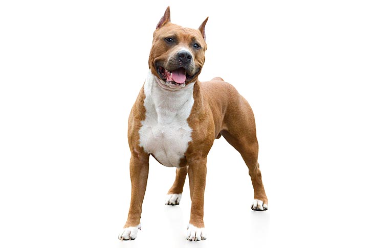 american staffordshire terrier