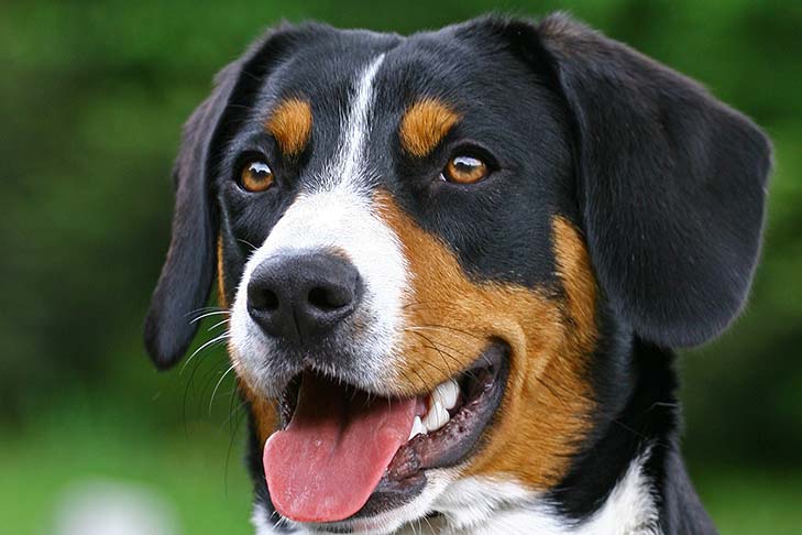 Appenzeller Sennenhund Dog Breed Information American Kennel Club