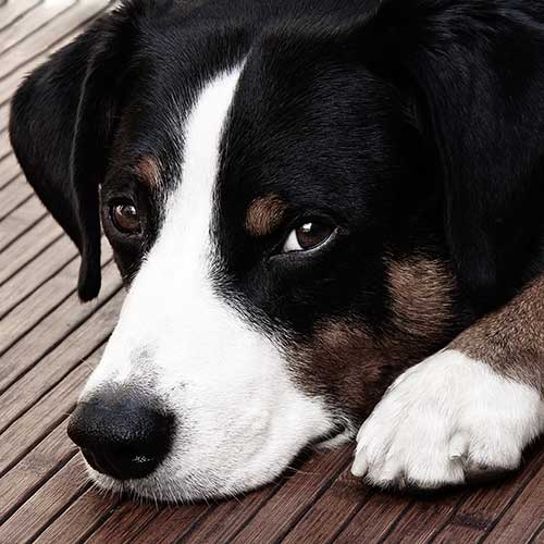 Appenzeller Sennenhund Dog Breed Information - American Kennel Club