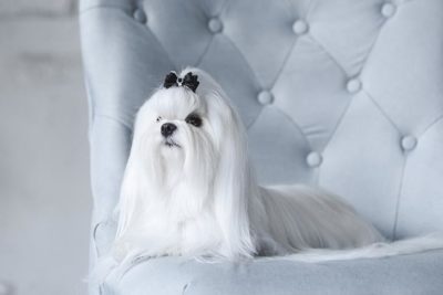 akc coton de tulear controversy