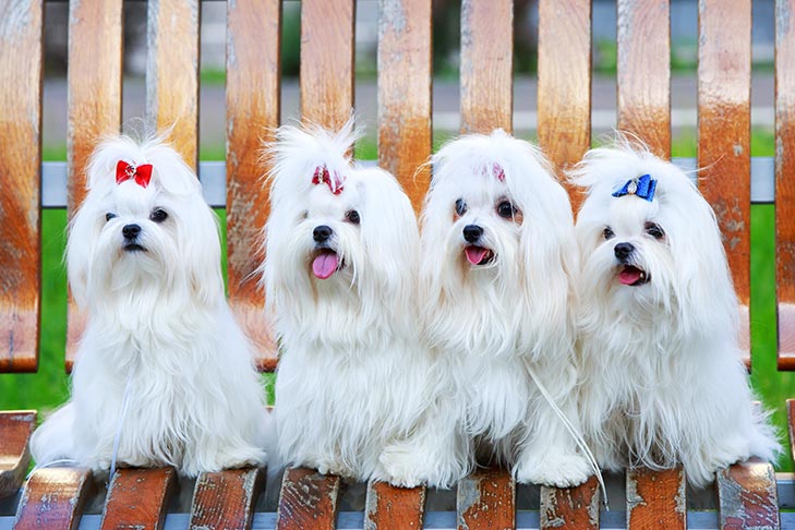 Maltese sitting side by side on a bench in the park.