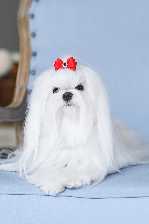Maltese laying down in a formal chair.