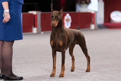 royal canin for doberman puppy
