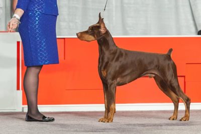 doberman akc