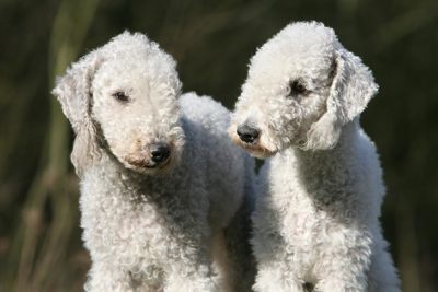 akc bedlington terrier