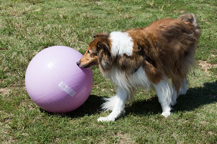 Collie playing treibball outdoors.