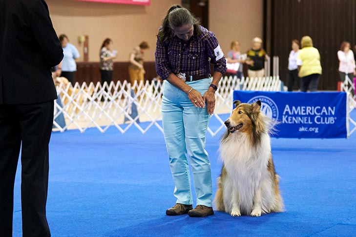 Collie at the AKC National Obedience Championship.