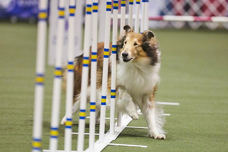 Collie moving through weaving poles in agility.