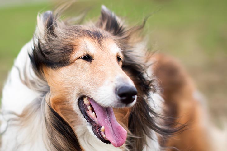 Collie head portrait outdoors.