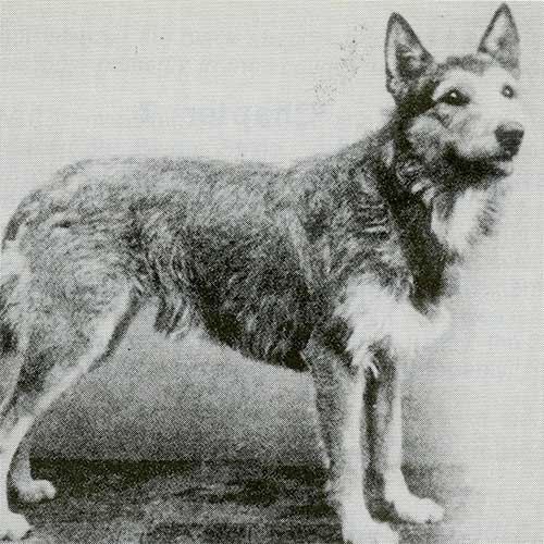 belgian laekenois breeders