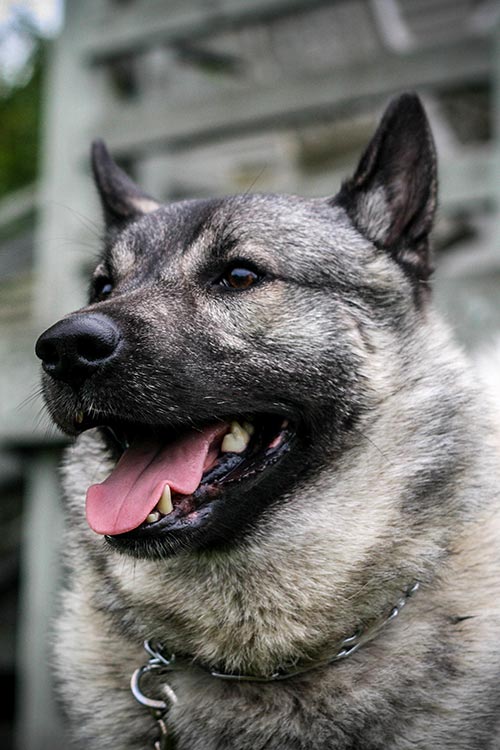 Norwegian Elkhound Dog Breed Information
