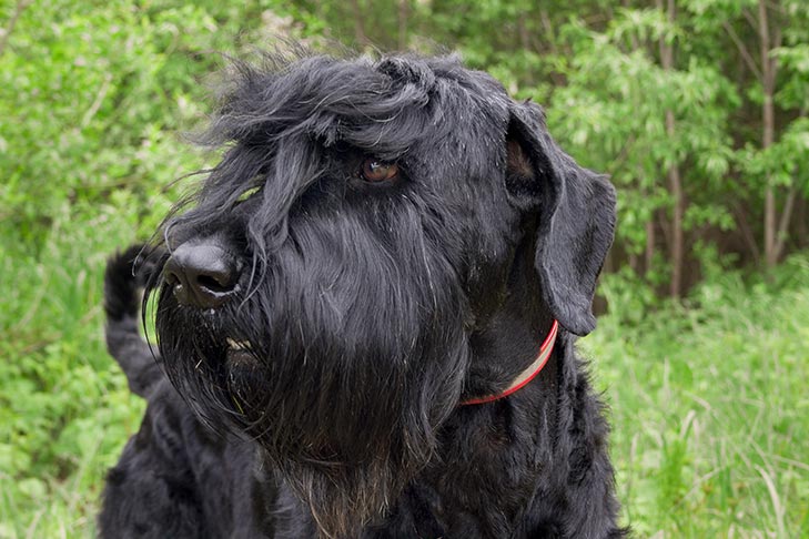 black russian professional bike