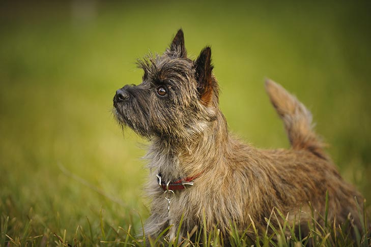 Cách chăm sóc chó Cairn Terrier, và các bệnh thường gặp - Ký sinh trùng