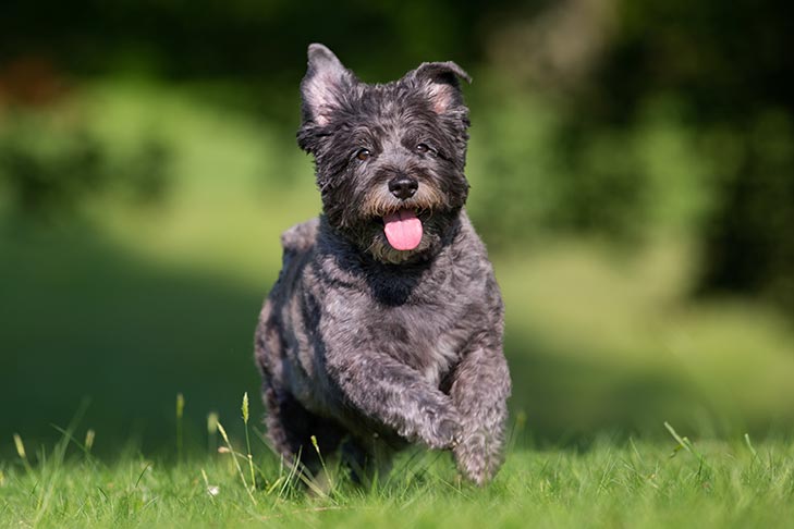 Cách chăm sóc chó Cairn Terrier, và các bệnh thường gặp - Béo phì