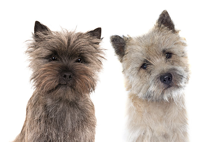 Cách chăm sóc chó Cairn Terrier
