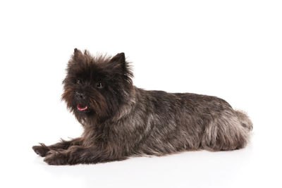akc cairn terrier