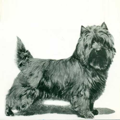 akc cairn terrier