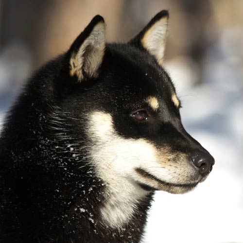 Hokkaido Dog Breed Information American Kennel Club